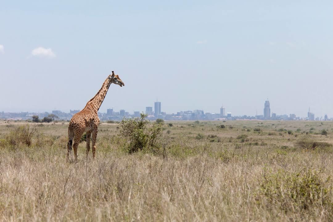 Parc national de Nairobi